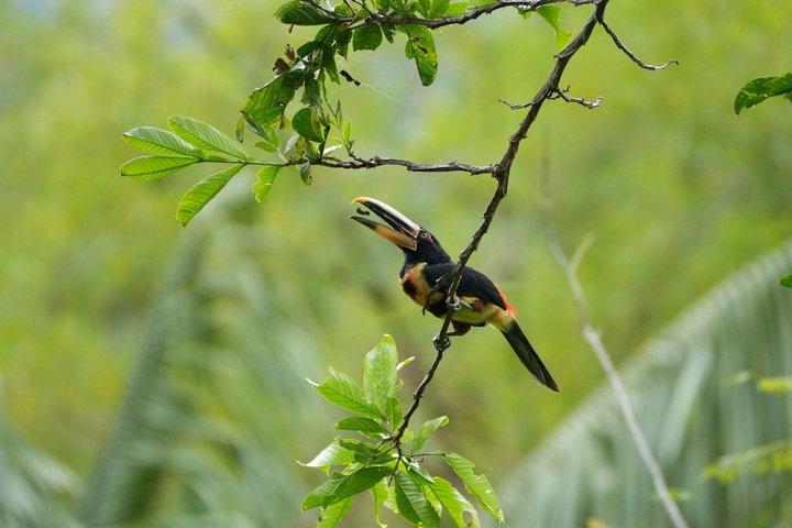 Mindo Cloud Forest Private Tour: Birdwatching, Birds & Nature