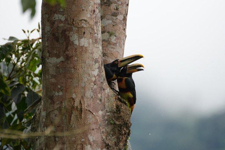 Mindo Cloud Forest Private Tour: Birdwatching, Birds & Nature