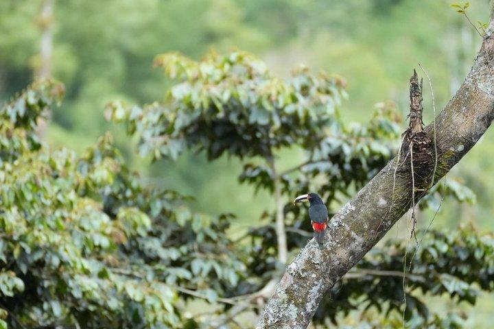 Mindo Cloud Forest Private Tour: Birdwatching, Birds & Nature
