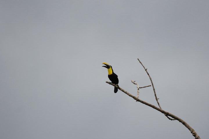 Mindo Cloud Forest Private Tour: Birdwatching, Birds & Nature