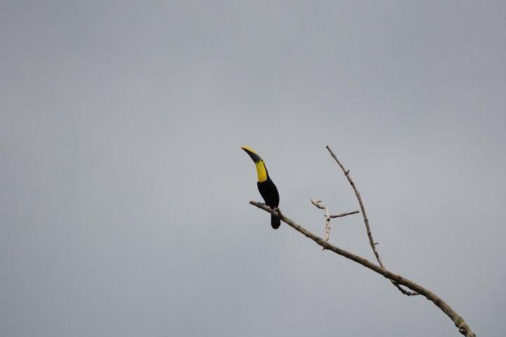 Mindo Cloud Forest Private Tour: Birdwatching, Birds & Nature