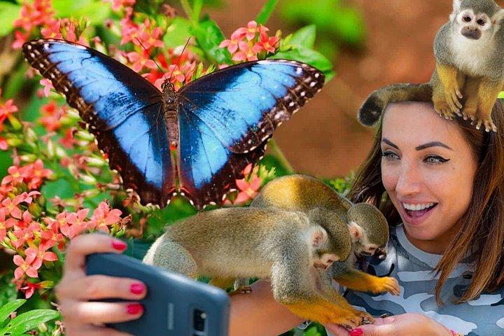 3x1: Butterfly Garden & Monkeyland & Puerto Plata stadstur