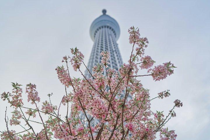 Tokyo Layover Private Tour With Airport Pickup & Drop-off