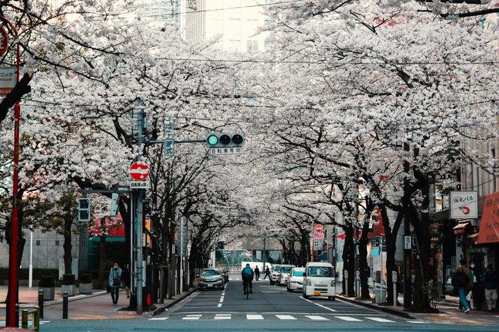 東京乗り継ぎプライベートツアー（空港送迎付き）