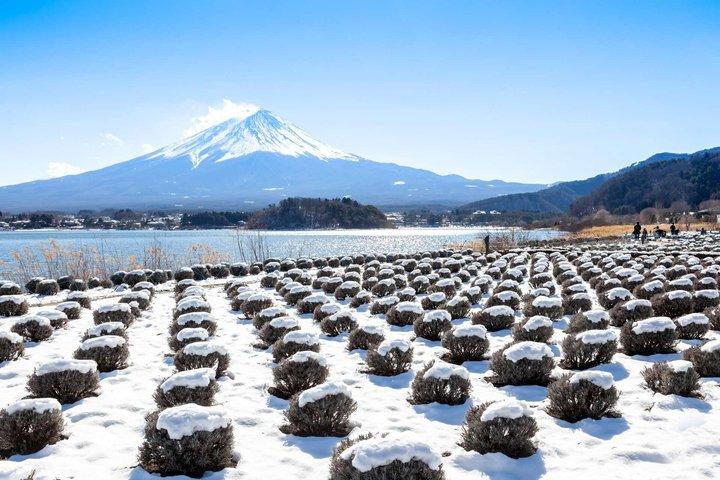 Mt Fuji and Hakone Gem Private Tour Licensed Guide with Driver