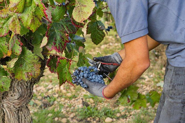 Requena Sunset Winery Tour Wine Tasting and Local Bites