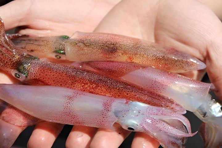 ハノイ：ランハー湾＆カトバ島への2泊1日コージーブティッククルーズ