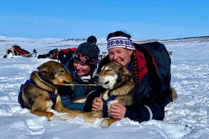Private Husky Sledding: Drive or Ride – 2 Hours from Tromsø