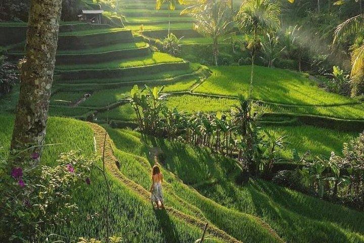 Best of Ubud: Rice Terrace, Waterfall, Sacred Temple, Art village