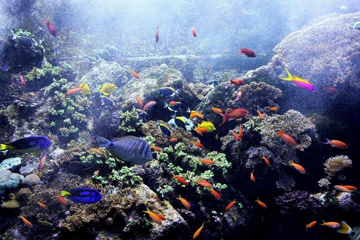 アトランティス・ザ・パーム（ロスト・チャンバーズ）のロストワールド水族館チケット