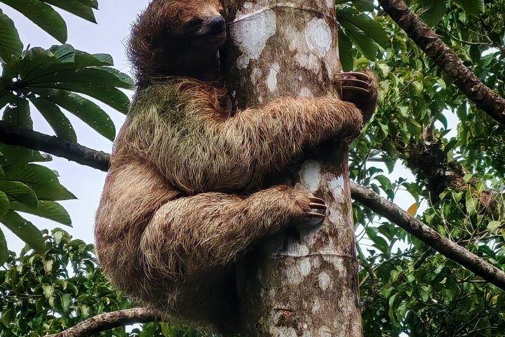プライベート青い滝、ナマケモノの聖地とコーヒーツアー日帰り