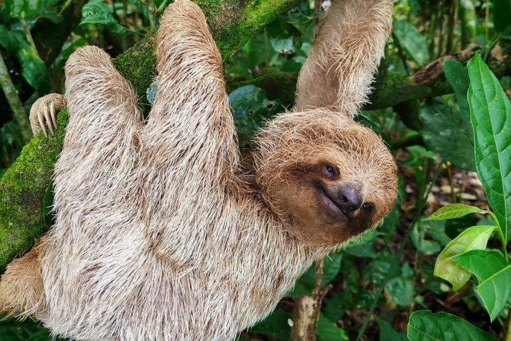 プライベート青い滝、ナマケモノの聖地とコーヒーツアー日帰り