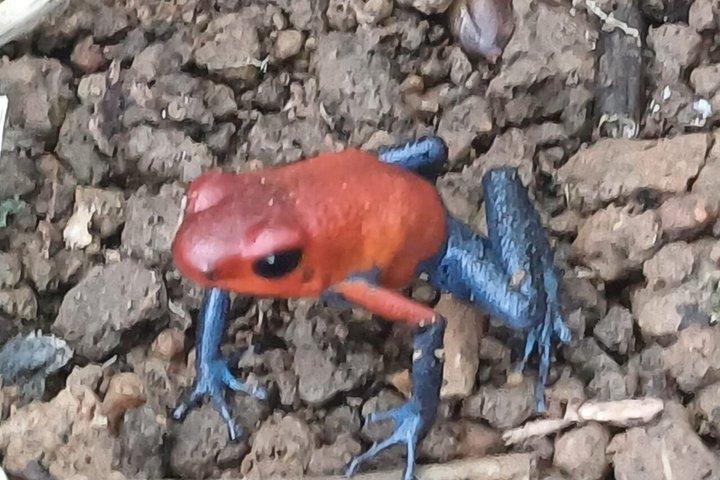 プライベート青い滝、ナマケモノの聖地とコーヒーツアー日帰り