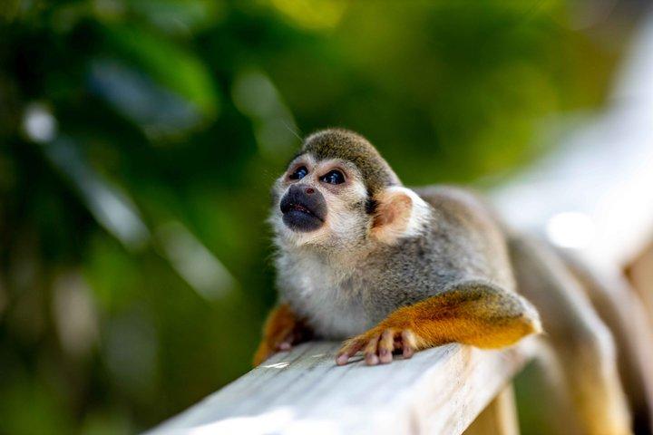 Monkeyland Puerto Plata