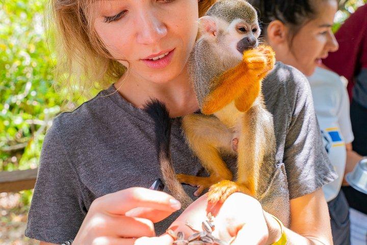 Jungle Buggies and Monkeyland from Punta Cana