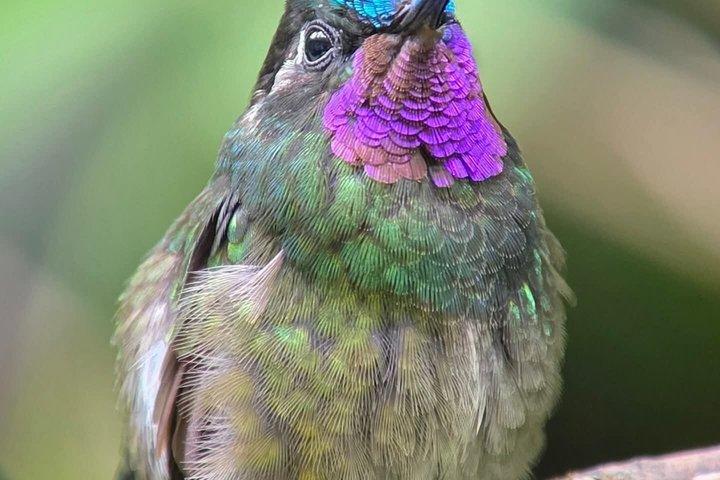 モンテベルデ雲霧林つり橋ガイドウォーク