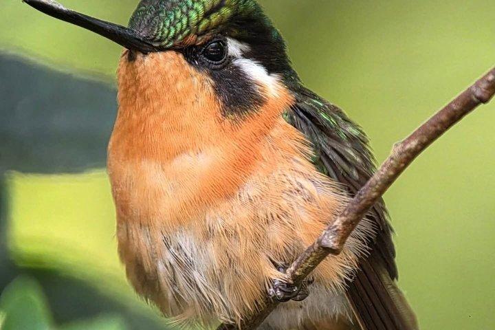 モンテベルデ雲霧林つり橋ガイドウォーク