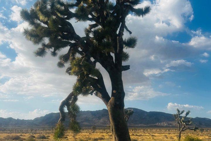 Explore the Bohemian vibe in Joshua Tree
