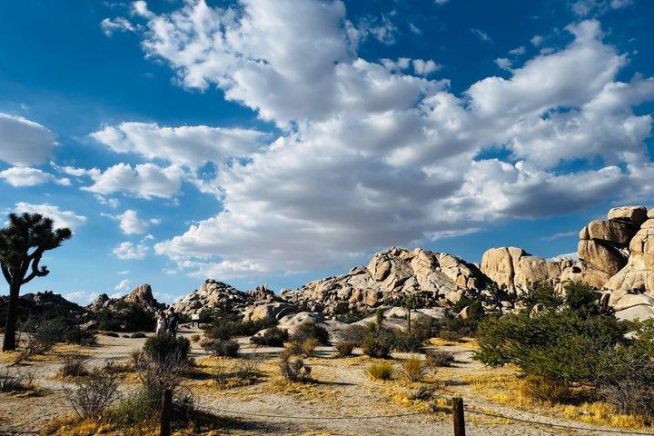 Explore the Bohemian vibe in Joshua Tree