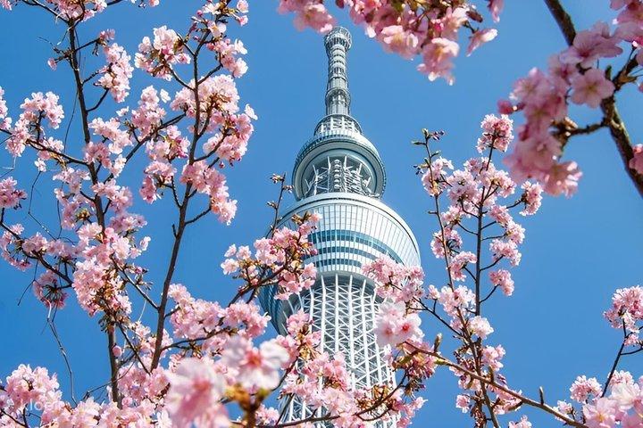 東京明治神宮とスカイツリー・クルーズバスツアー