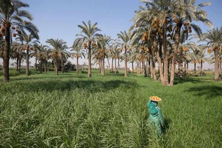 Half Day Trip to Egyptian Green Farm from Cairo with Breakfast