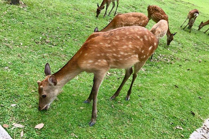 奈良酒蔵ツアー：酒のふるさと、2つの酒蔵と試飲