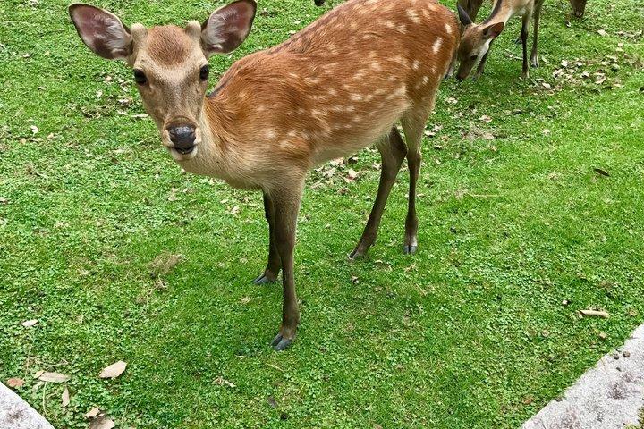 奈良酒蔵ツアー：酒のふるさと、2つの酒蔵と試飲