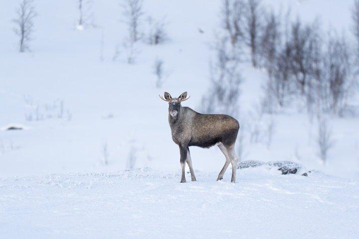 Arctic Wilderness Snowshoe Expedition