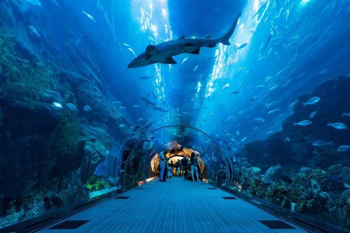 ドバイ水族館＆アンダーウォーターズー 全アクセス入場券