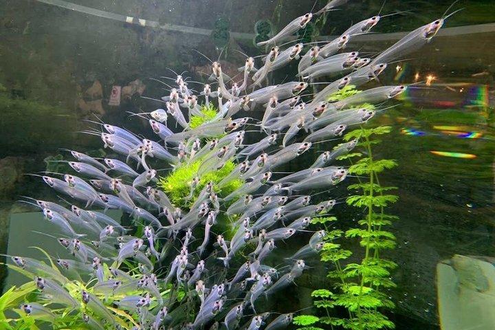 ドバイ水族館＆アンダーウォーターズー 全アクセス入場券