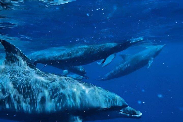 Zanzibar Dolphin and Snorkeling Tour with Beach Lunch