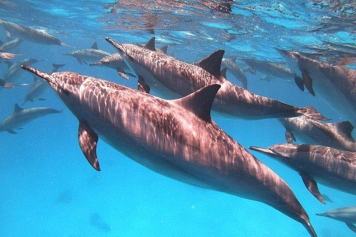Marsa Alam Samadai Dolphin House Snorkeling or Diving with Lunch