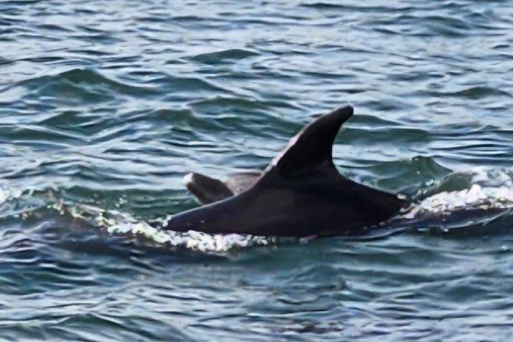 サンディエゴ・セーリング 4時間野生動物アドベンチャー 参加アクティビティ