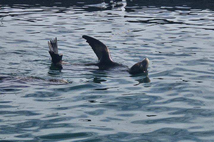 サンディエゴ・セーリング 4時間野生動物アドベンチャー 参加アクティビティ