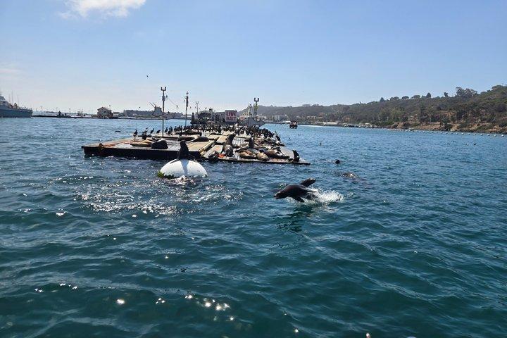サンディエゴ・セーリング 4時間野生動物アドベンチャー 参加アクティビティ