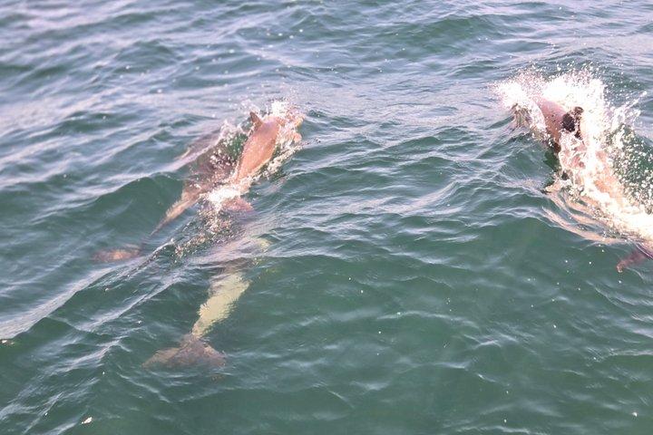 サンディエゴ・セーリング 4時間野生動物アドベンチャー 参加アクティビティ