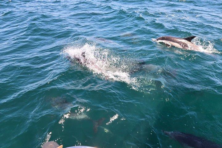 サンディエゴ・セーリング 4時間野生動物アドベンチャー 参加アクティビティ