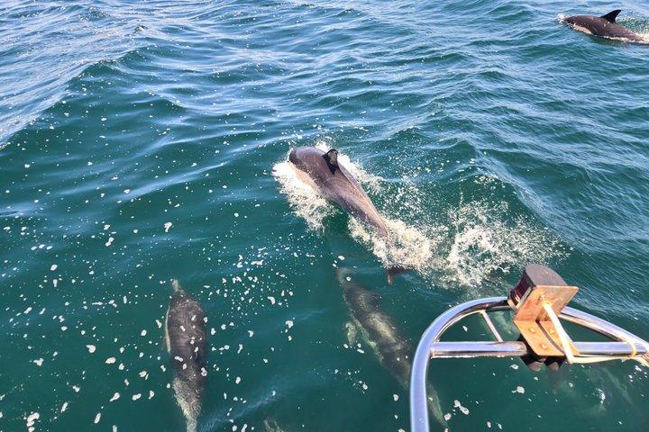 サンディエゴ・セーリング 4時間野生動物アドベンチャー 参加アクティビティ