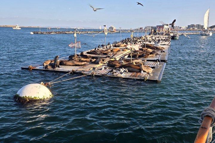 San Diego Wild life Sailing Adventure Private