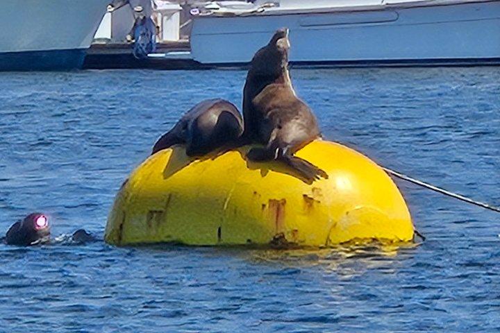 San Diego Wild life Sailing Adventure Private