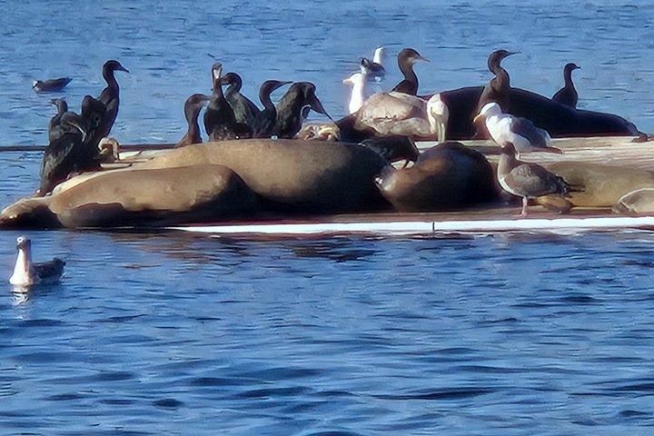 San Diego Wild life Sailing Adventure Private