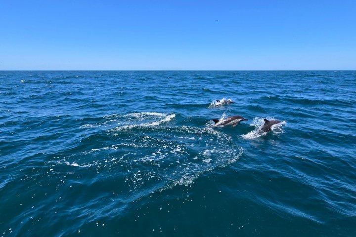 San Diego Wild life Sailing Adventure Private