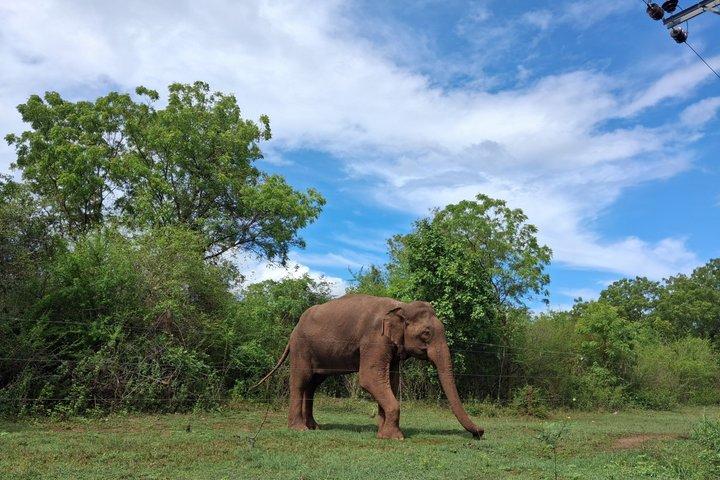 ミリッサからウェリガマ、エラ、ウダワラウェサファリへのプライベート送迎