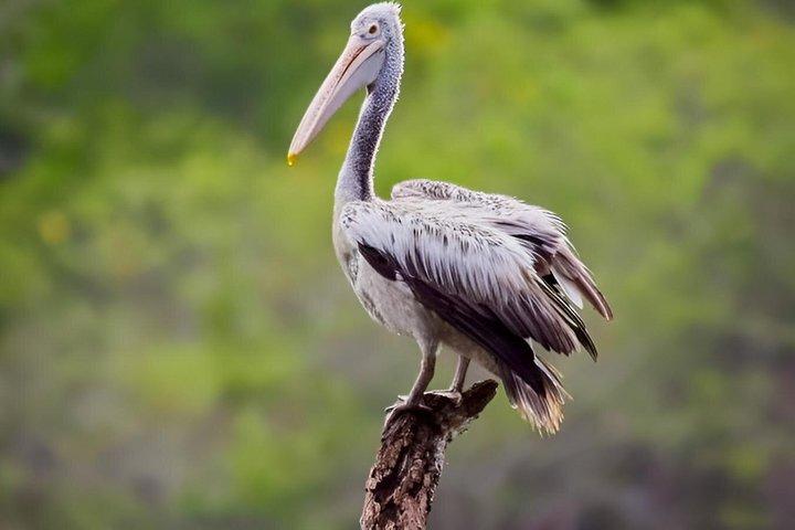ミリッサからウェリガマ、エラ、ウダワラウェサファリへのプライベート送迎