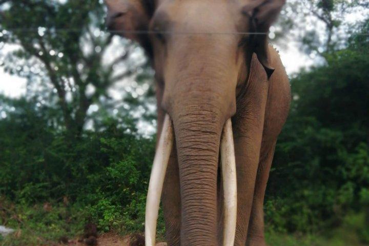 ミリッサからウェリガマ、エラ、ウダワラウェサファリへのプライベート送迎