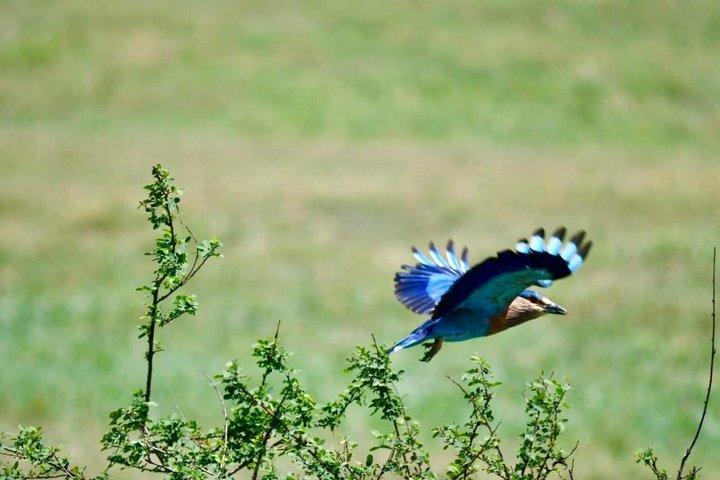 ミリッサからウェリガマ、エラ、ウダワラウェサファリへのプライベート送迎