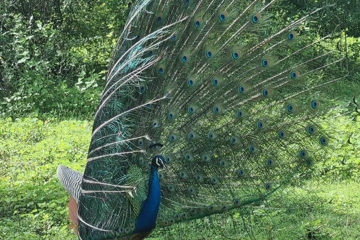 ミリッサからウェリガマ、エラ、ウダワラウェサファリへのプライベート送迎