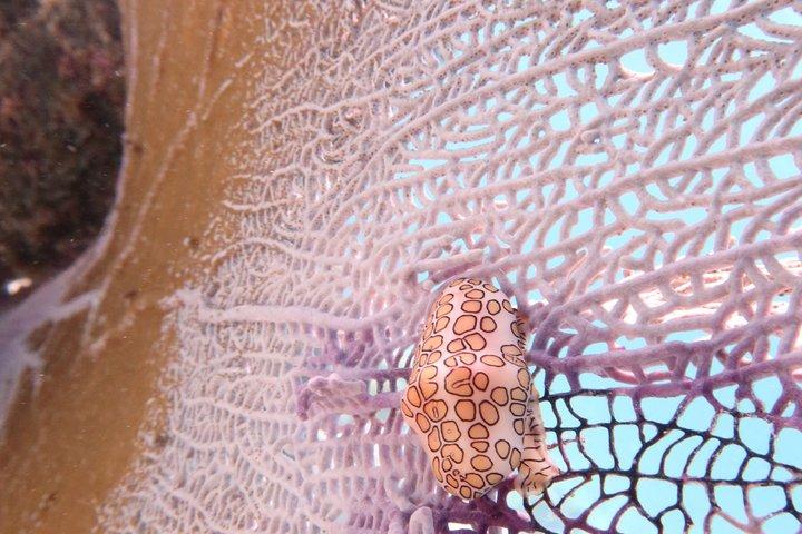 Bonaire snorkeling and sightseeing excursion with local lunch