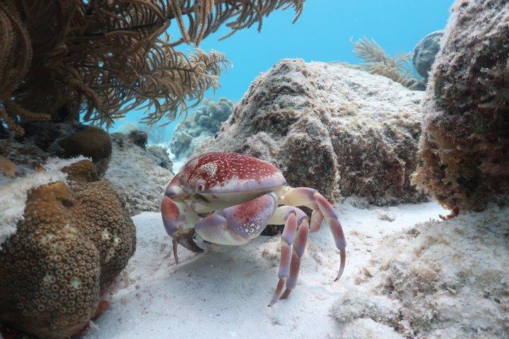 Bonaire snorkeling and sightseeing excursion with local lunch