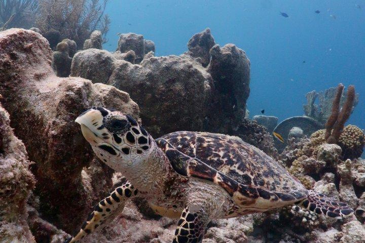 Bonaire snorkeling and sightseeing excursion with local lunch
